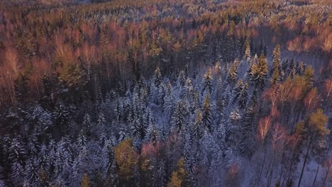 Imágenes-Aéreas-De-árboles-Nevados-De-Invierno-Con-Sol-Y-Naranjos-Rojos-Y-Pinos