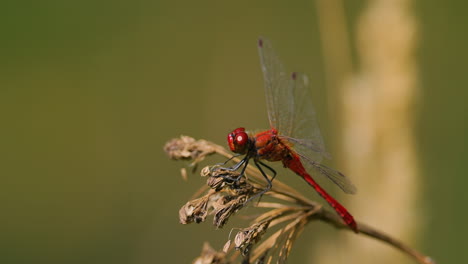 Scarlet-Dragonfly-(Crocothemis-erythraea)-is-a-species-of-dragonfly-in-the-family-Libellulidae.-Its-common-names-include-broad-scarlet,-common-scarlet-darter.