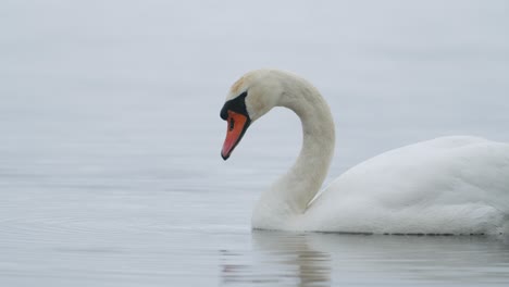 Wilder-Höckerschwan,-Der-An-Bewölkten-Tagen-Gras-Unter-Wasser-Frisst