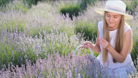 Young Beautiful Woman Picking Lavender Flowers Young Beautiful Woman Picking Lavender Flowers