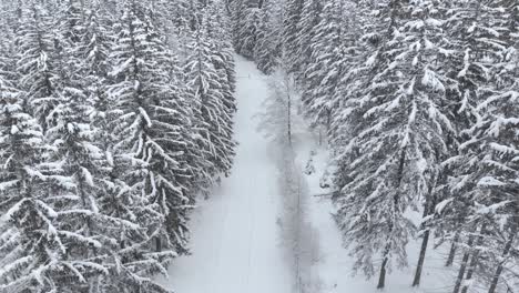 aerial view overlooking a natural trail in middle of snow-covered trees and snowy forest with a valley behind, on a winter day - drone shot, following, tilt up