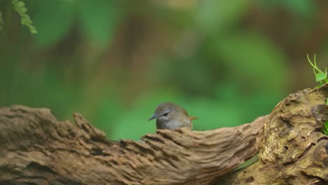 A-Horsfield's-babbler-bird-is-enjoying-eating-catterpillars-on-a-dry-branches