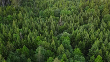 aerial of forest in switzerland