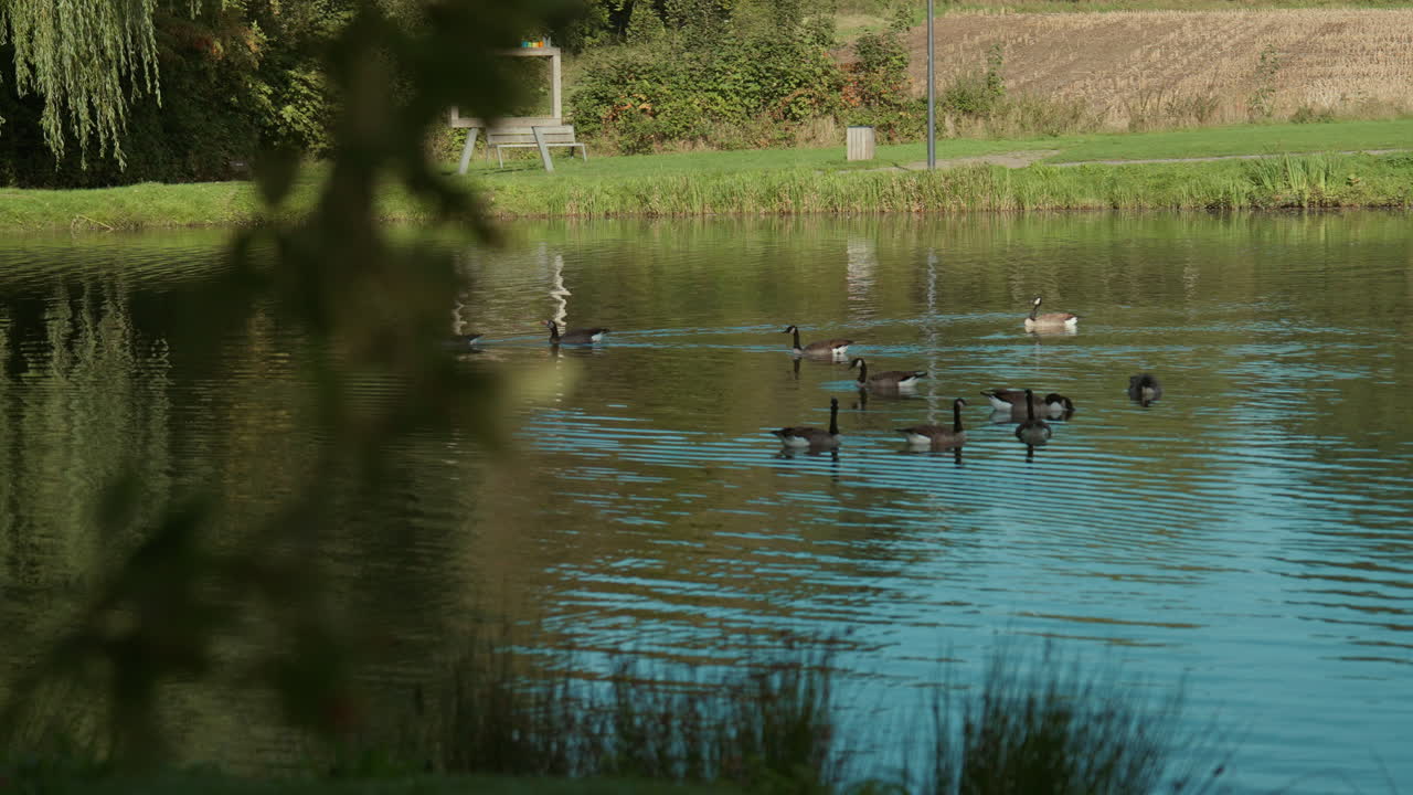 Wild ducks swimming across a natural pond within a lush wetland habitat. Reflections of greenery highlight the importance of biodiversity, conservation, and healthy ecosystems