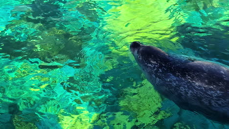 Foca-De-Puerto-Nadando-En-Agua-Azul-Clara,-Plano-Medio