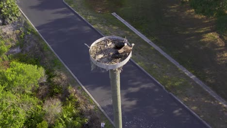 Aerial-view-of-Osprey-in-manmade-nest-in-suburban-woodlands