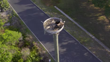 vista aérea de un águila mariposa en un nido artificial en bosques suburbanos