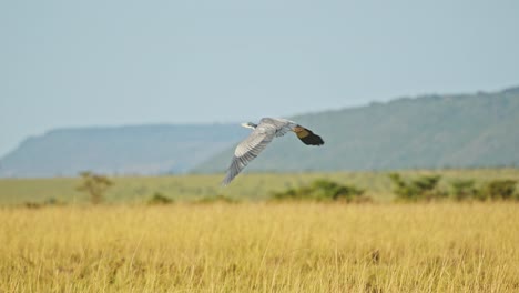 Cámara-Lenta-De-Garza-Gris-Volando-En-Vuelo-En-áfrica,-Aves-Africanas-En-Safari-De-Vida-Silvestre-En-Masai-Mara,-Kenia,-En-El-Aire-Sobre-El-Paisaje-De-Sabana,-Avifauna-Maasai-Mara