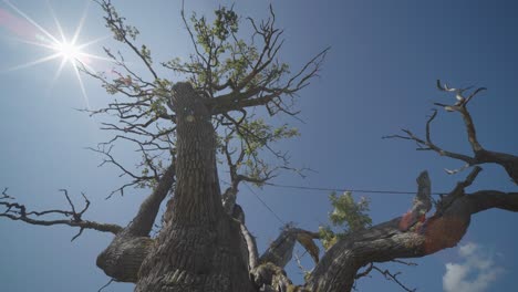 Looking-up-through-the-still-living-branches-of-the-thousand-year-old-oak-tree