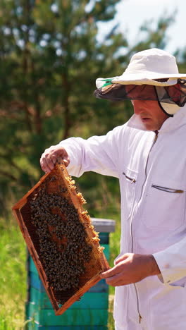 male apiarist turning honey in his hands a frame covered with bees. man looks bothered and speaks to the camera. blurred nature backdrop. vertical video