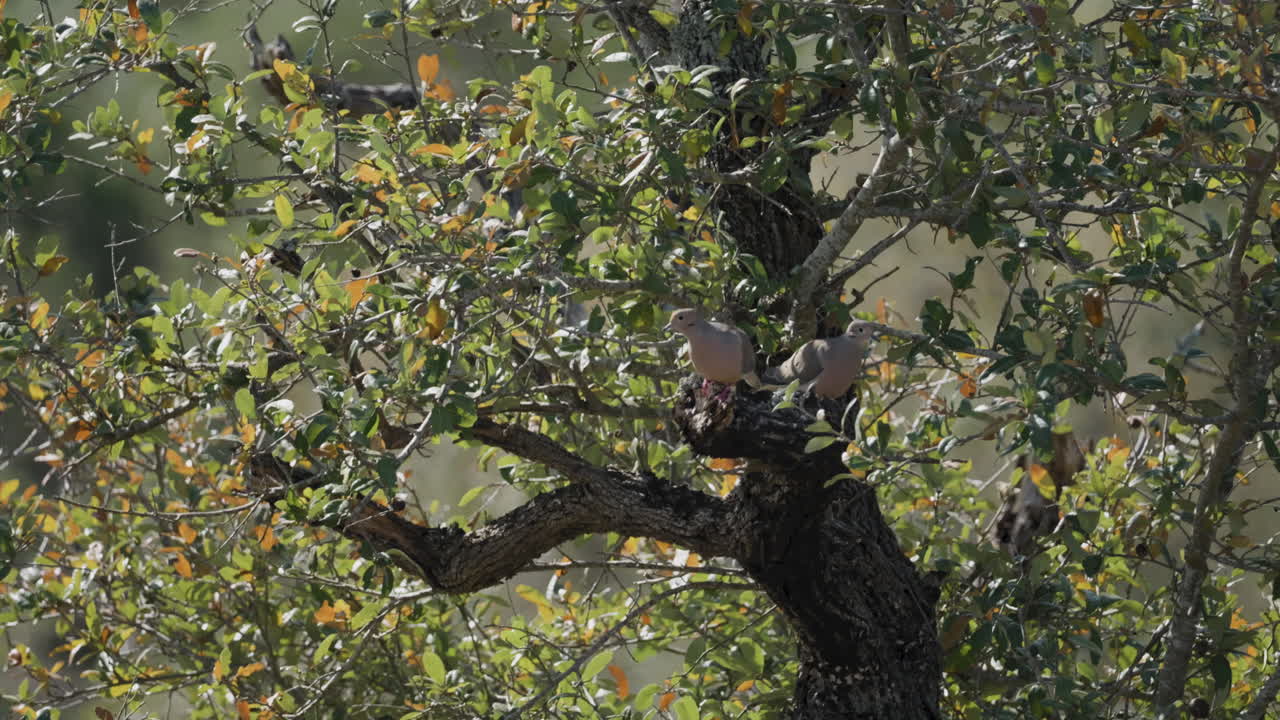 Two Mourning Doves sitting in an oak tree with their nest, love concept- Zenaida macroura