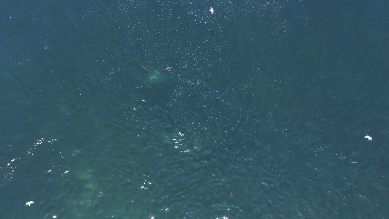 칠레 연안에서 물고기를 사냥하는 바다사자의 오버헤드 공중 총격