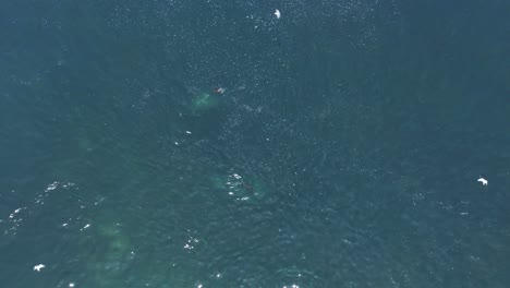 Aerial-shot-overhead-of-a-sea-lion-hunting-for-fish-off-the-coast-of-Chile