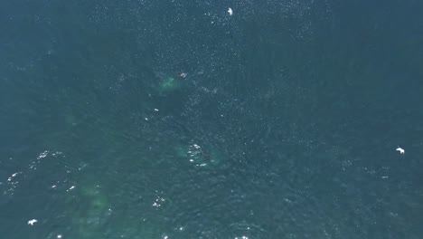 aerial shot overhead of a sea lion hunting for fish off the coast of chile