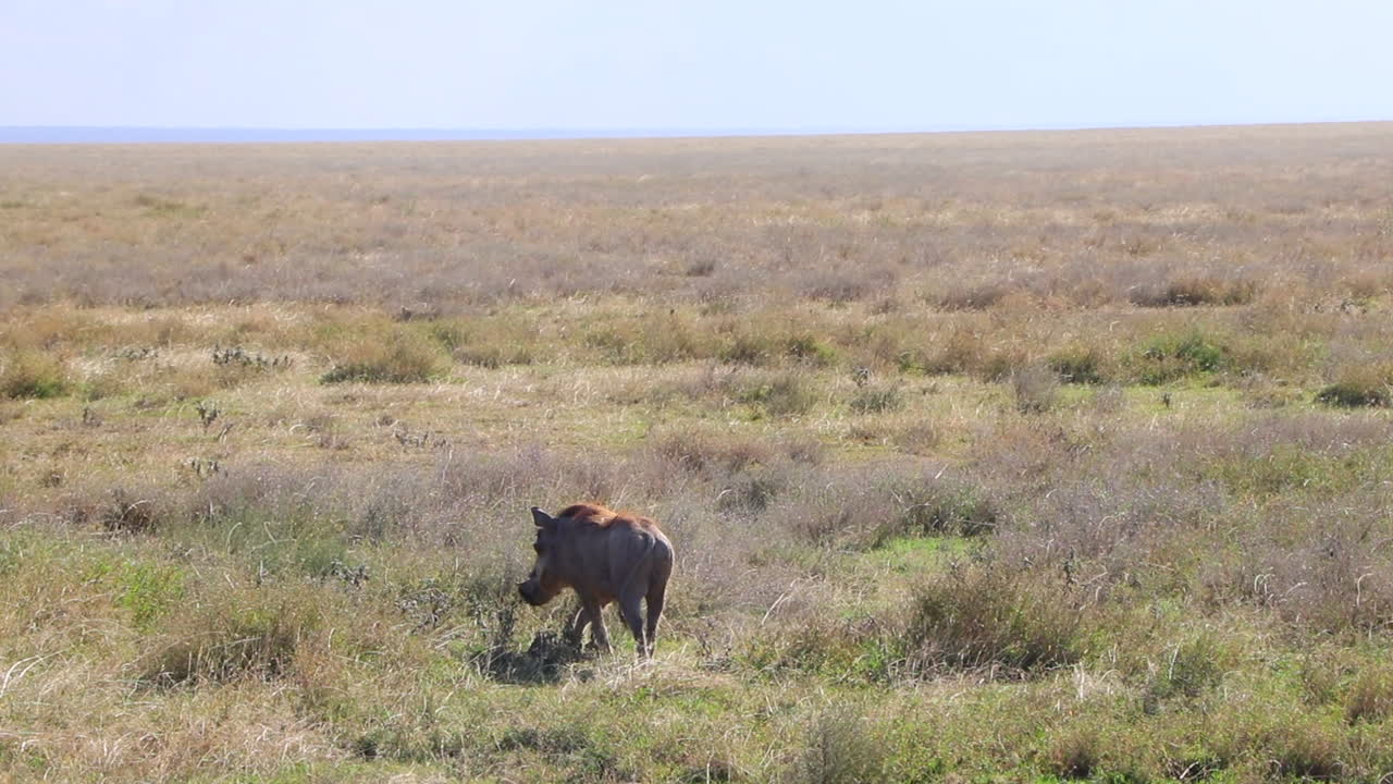 A Lone Warthog Wandering Around the Plains of the Serengeti in Tanzania on a Sunny Day in Slow Motion