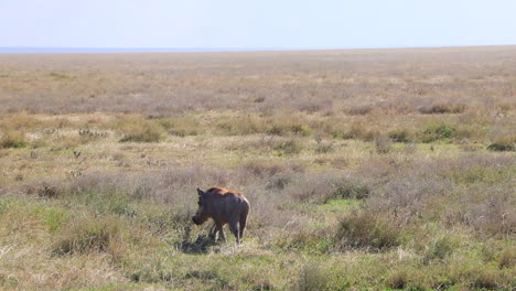 a lone warthog wandering around the plains of the serengeti in tanzania on a sunny day in slow motion