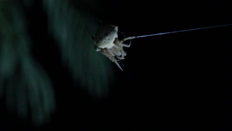 Araña-Tejedora-De-Orbe-Rebotando-En-Una-Sola-Hebra-De-Telaraña-En-El-Tiro-Nocturno-Del-Viento