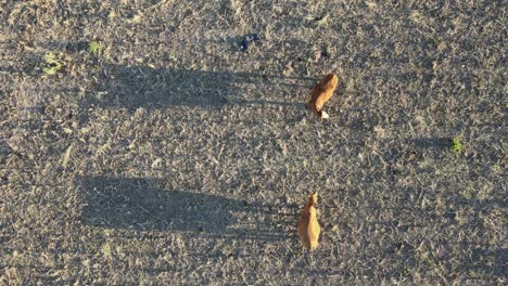 vertical straight down view of two cows displaying courtship behavior with one cattle swaying around the another, showing affection