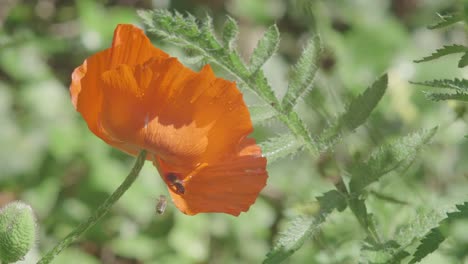 Tow-Bees-Collide-In-Front-Of-Orange-Poppy-Before-One-Enters-The-Flower-To-Forage