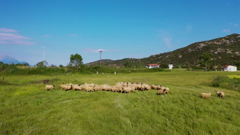 aerial footage of sheep grazing in a lush green meadow with mountain in the background