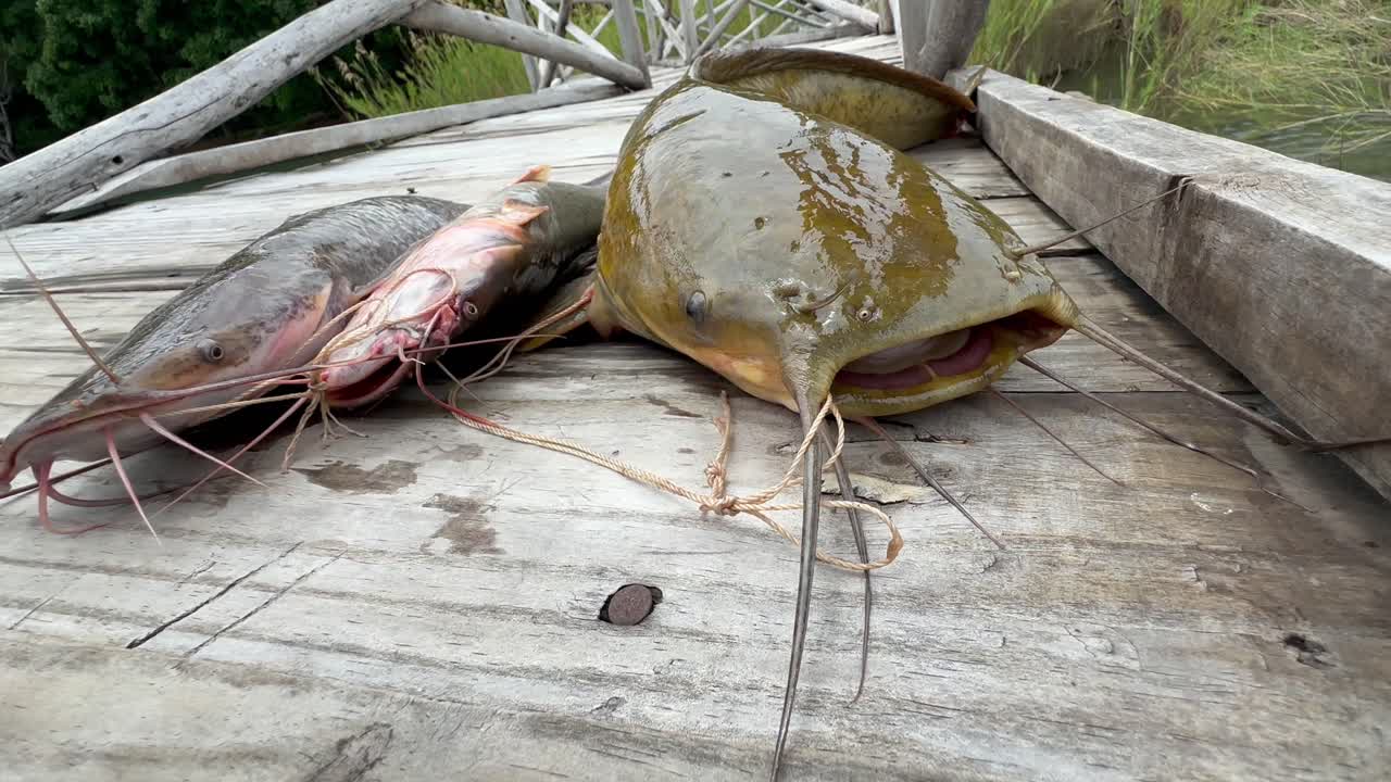 Pesce gatto appena pescato e ancora vivo sul molo delle barche sull'isola di Nankoma. Lago Malawi, Malawi.