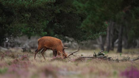 red deer stag trots behind and follows hinds during mating season, the veluwe