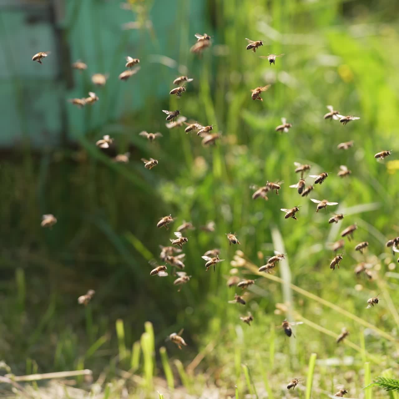 Bees flying arround the beehive. Close up of swarm honey bees flying around beehive