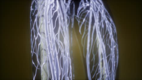 Human-Body-with-Glow-Blood-Vessels