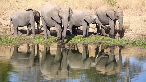 Eine-Matriarchin-Führt-Ihre-Familie-Zum-Trinken-Ans-Wasser