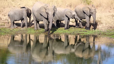 a matriarch leads her family to the water for a drink