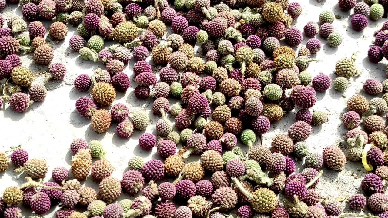 gorakhmundi ayuda a superar varios tipos de problemas de salud. es una medicina ayurvédica