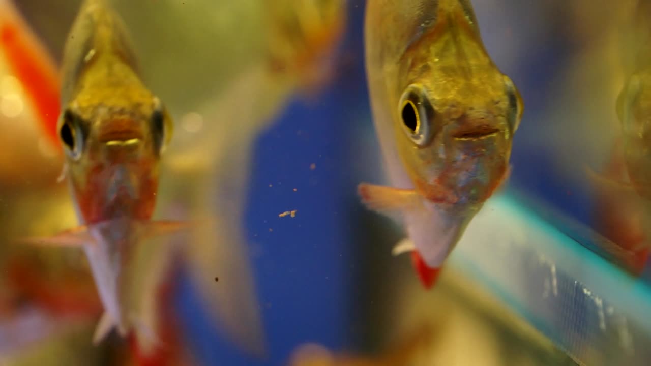 Colorful spotted silver dollar fish inside clear fresh water tank, ready to be bought by fishkeepers