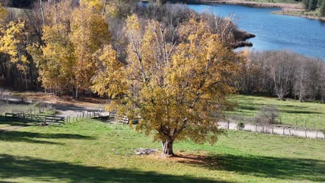 Elegancia-Azotada-Por-El-Viento:-La-Sinfonía-De-Hojas-Amarillas-De-Dunn-Lake-Rd-En-Otoño