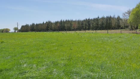 üppiges grünes grasfeld mit wald im hintergrund an einem sonnigen tag