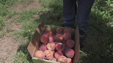 slomo of toddler bending down to grab fresh peach from box