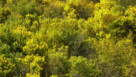 Denso-Bosque-Otoñal-Amarillo-En-Arkansas,-EE.UU.---Disparo-De-Drones