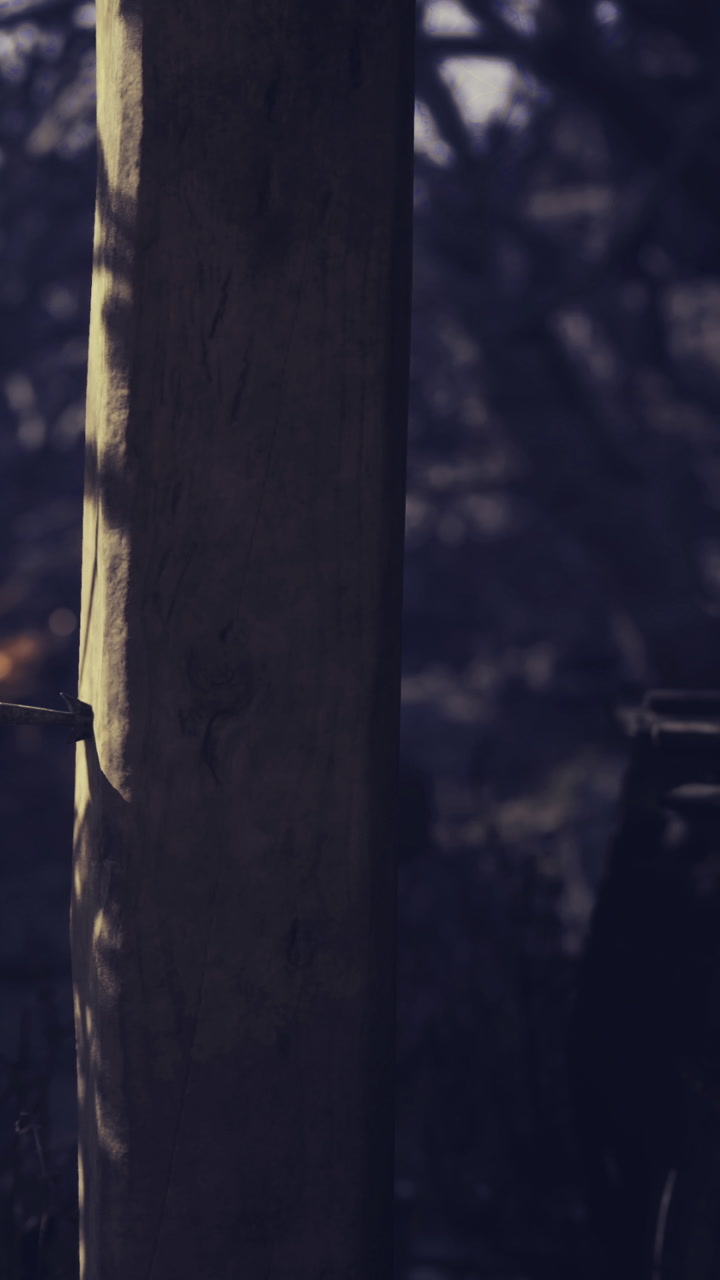 Sunlight filters through trees illuminating a wooden post in a serene landscape