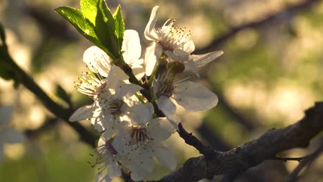 Transición-Primaveral-De-La-Floración-A-La-Producción-De-Hojas-Bajo-El-Cálido-Sol