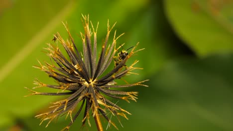 furrow bee pollinating a blackjack plant then flies away