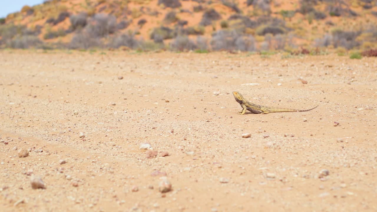 호주의 턱수염이 난 용은 먼지가 많은 아웃백 도로 한가운데서 쉬다가 빠르게 돌아서 도망칩니다.