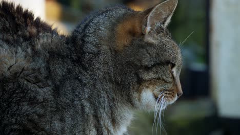 side on portrait of a tabby cat perched waiting looks curious