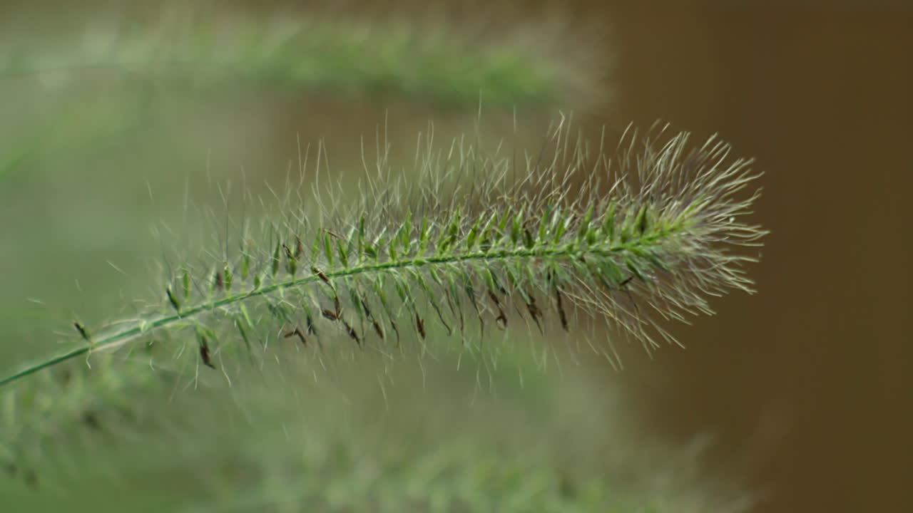 un primer plano extremo captura el pennisetum alopecuroides, hierba de montaña enana, moviéndose suavemente en un jardín del patio trasero mientras el viento sopla, creando una atmósfera serena y natural