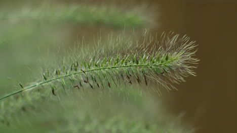 an extreme close-up shot captures the pennisetum alopecuroides, dwarf mountain grass, gently moving in a backyard garden as the wind blows through, creating a serene and natural atmosphere