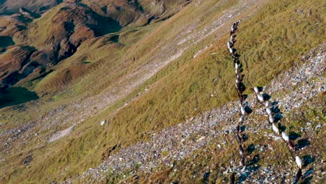 Herd-of-sheep-on-alpine-pasture-in-bright-summer-day-in-Tyrol