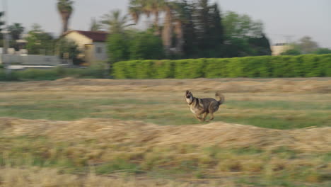 Lupo Italiano Sprinting After Fetch Ball at Sunrise in Rural Field