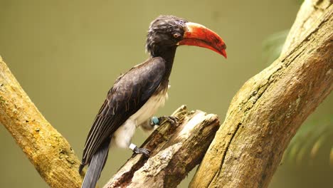 african hornbill on a branch