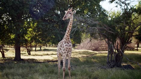 beautiful tall spotted giraffe surrounded with trees, standing in green nature