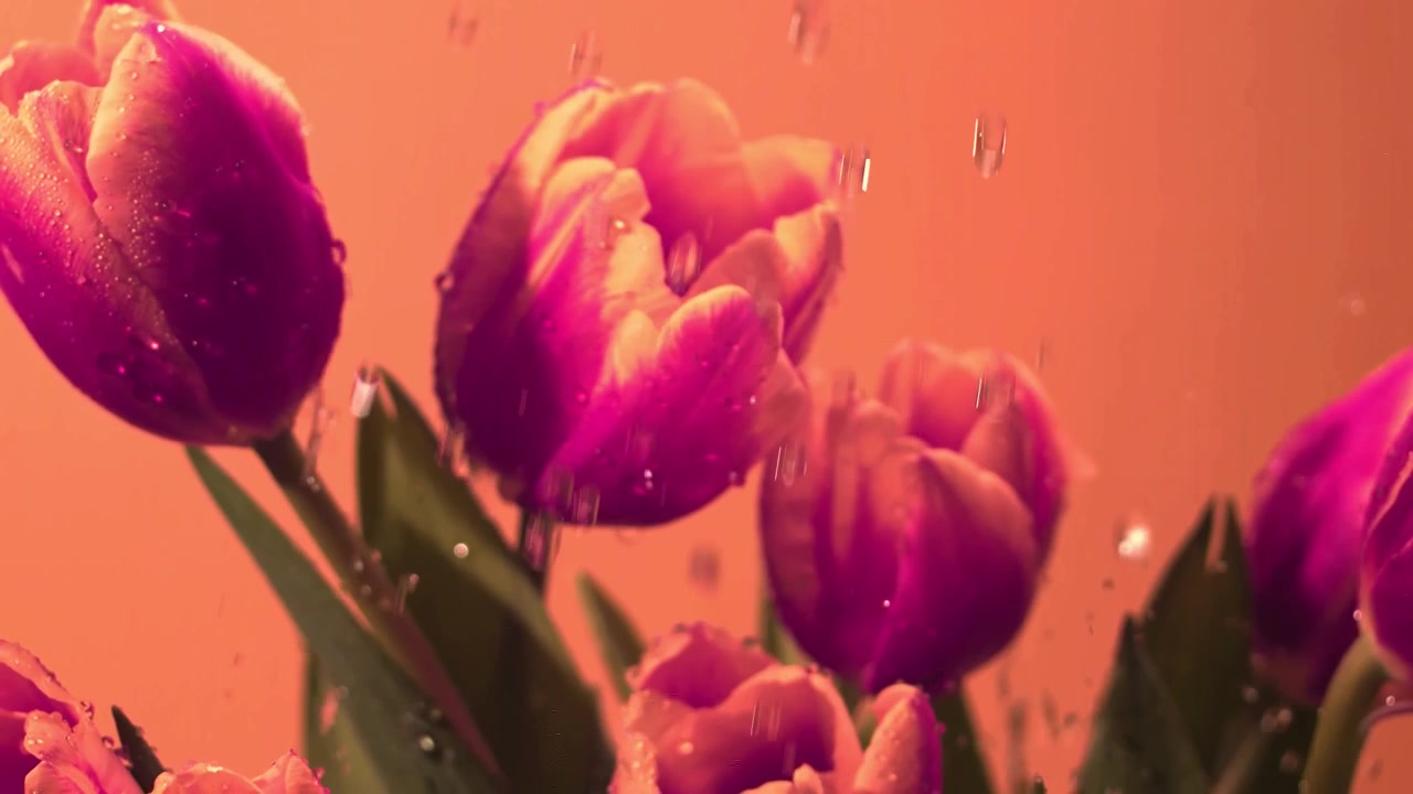 Primo piano macro di tulipani rosa vivaci mentre goccioline d'acqua cadono e rimbalzano dai petali, creando uno sfondo floreale primaverile fresco con una morbida e calda illuminazione da studio