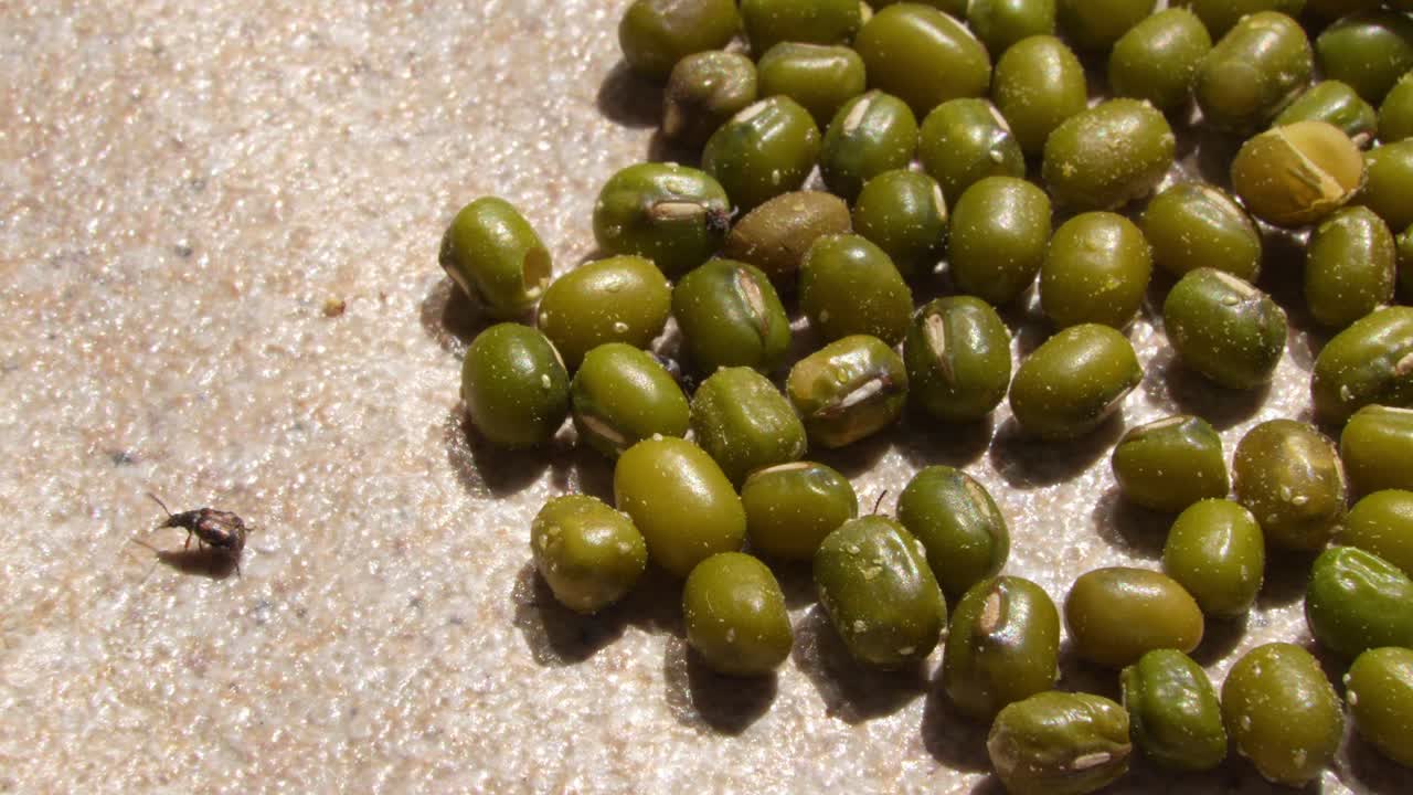 Swarm of bean weevils wrecking mung beans harvest