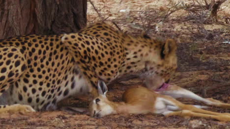 southeast african cheetah feeds on a springbok carcass in the shimmering heat